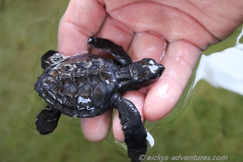 Gerangel um die Hand Gerangel um die Hand