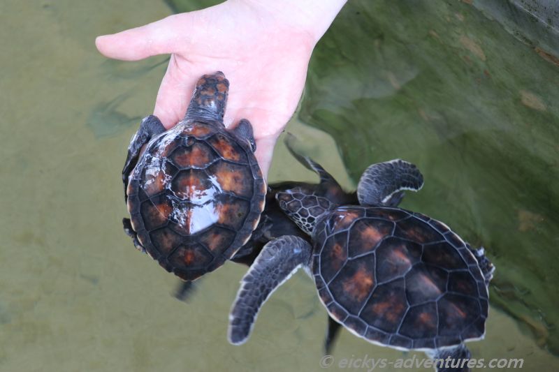 Gerangel um die Hand Gerangel um die Hand