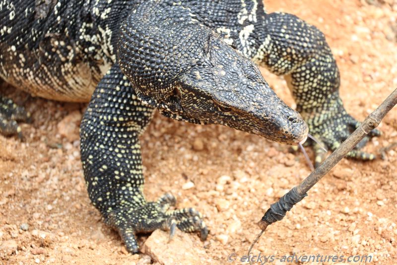 Waran am Straßenrand Waran am Straßenrand
