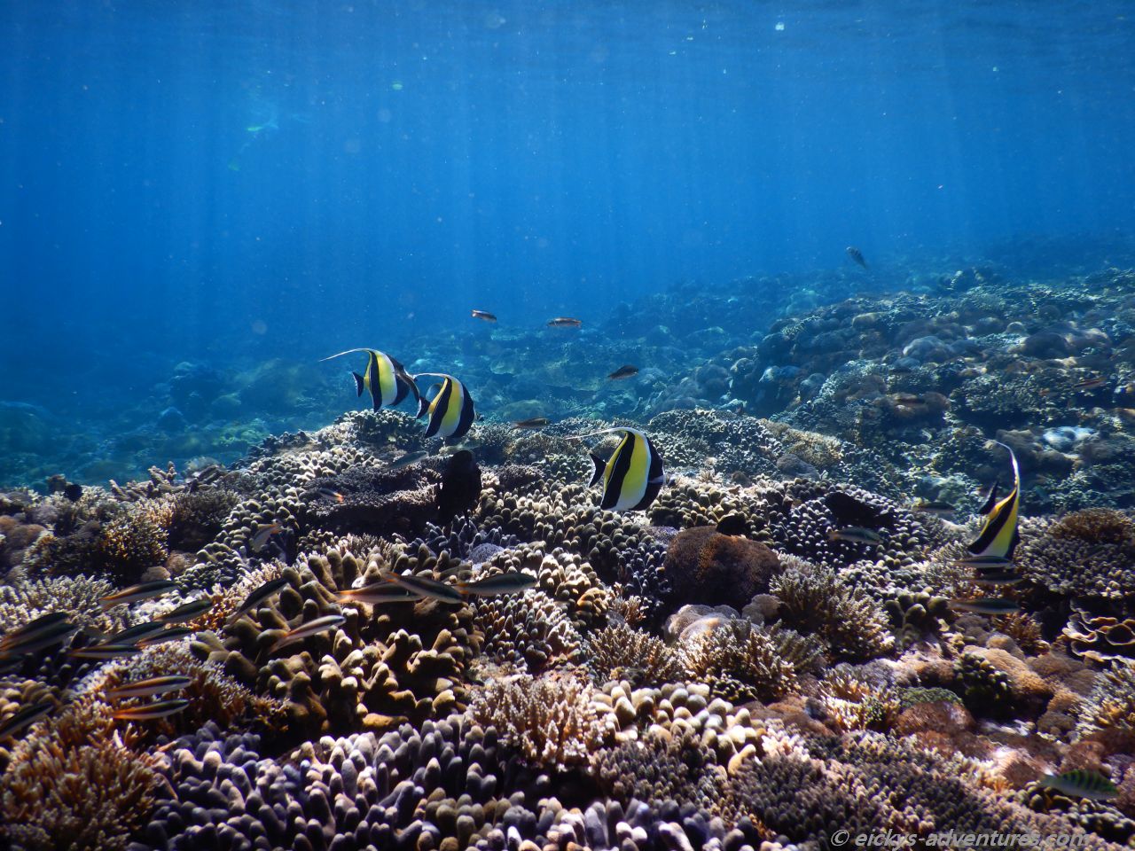 Unterwasserwelt an der Crystal Bay, Nusa Penida Unterwasserwelt an der Crystal Bay, Nusa Penida