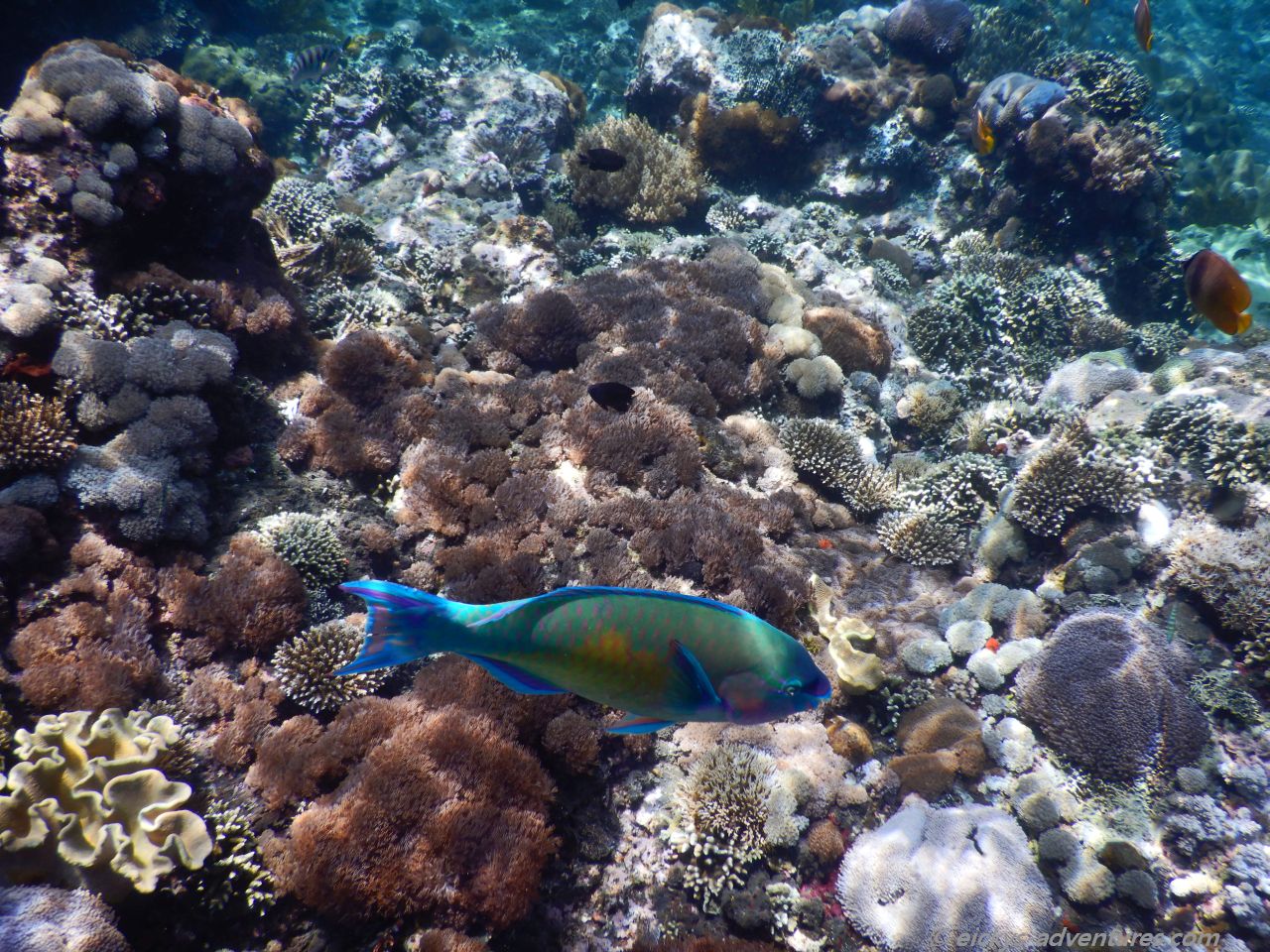 Unterwasserwelt Nusa Penida Unterwasserwelt Nusa Penida