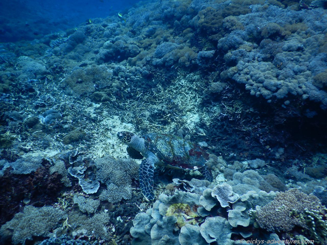 Unterwasserwelt entlang der Felswand, Nusa Penida Unterwasserwelt entlang der Felswand, Nusa Penida