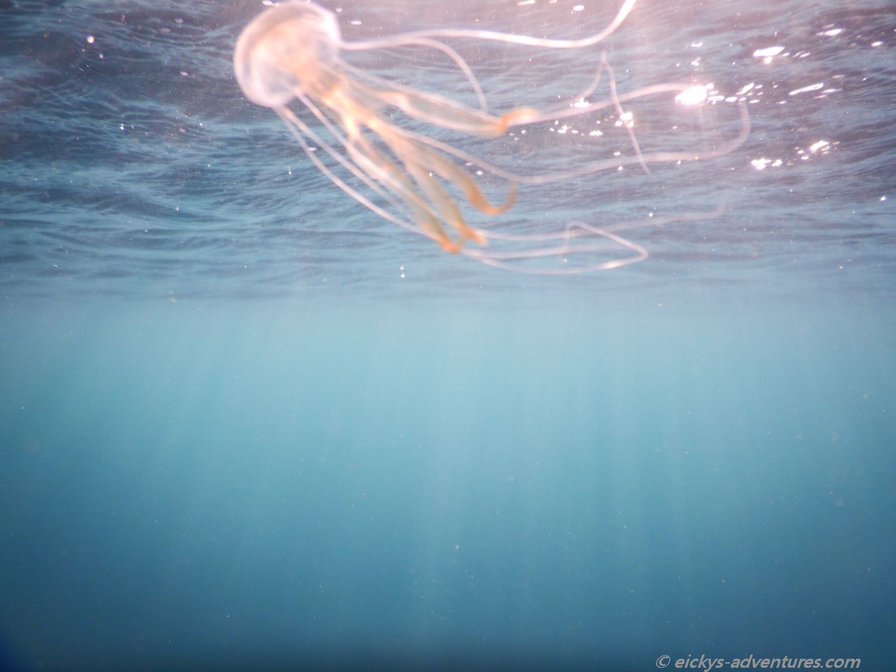 Unterwasserwelt am Bio Rock Project in Pemuteran: Qualle Unterwasserwelt am Bio Rock Project in Pemuteran: Qualle