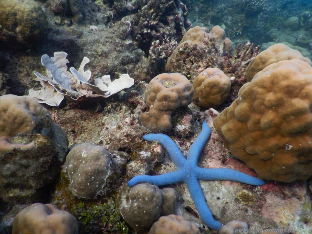 Unterwasserwelt am Bio Rock Project in Pemuteran: Seestern
