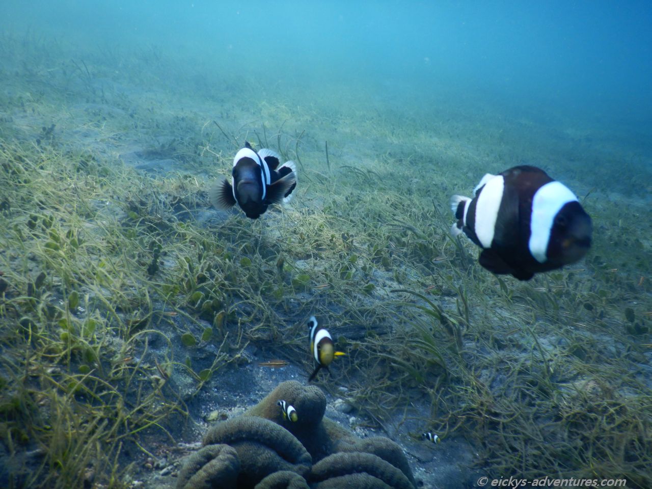 Unterwasserwelt am Bio Rock Project in Pemuteran Unterwasserwelt am Bio Rock Project in Pemuteran
