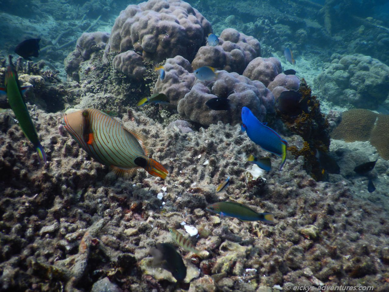 Unterwasserwelt am Bio Rock Project in Pemuteran Unterwasserwelt am Bio Rock Project in Pemuteran
