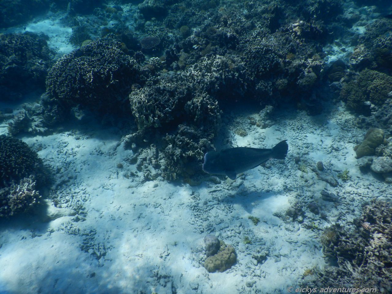 Unterwasserwelt Menjangan Island: Bumphead Parrot Fish Unterwasserwelt Menjangan Island: Bumphead Parrot Fish