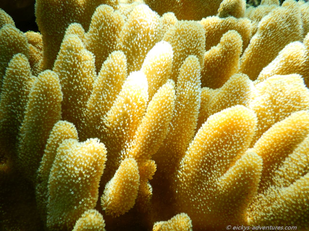 Unterwasserwelt Menjangan Island