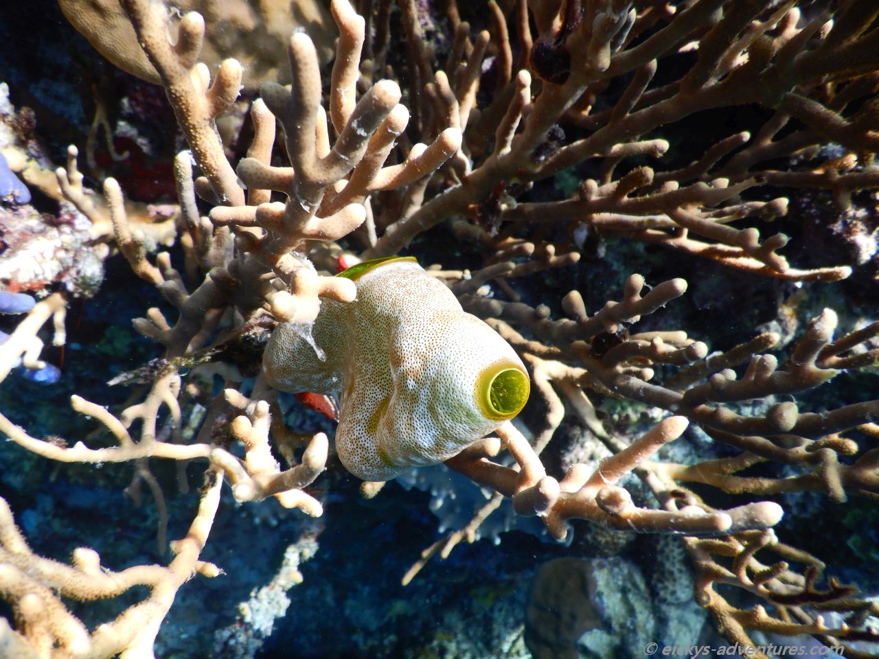 Unterwasserwelt Menjangan Island Unterwasserwelt Menjangan Island