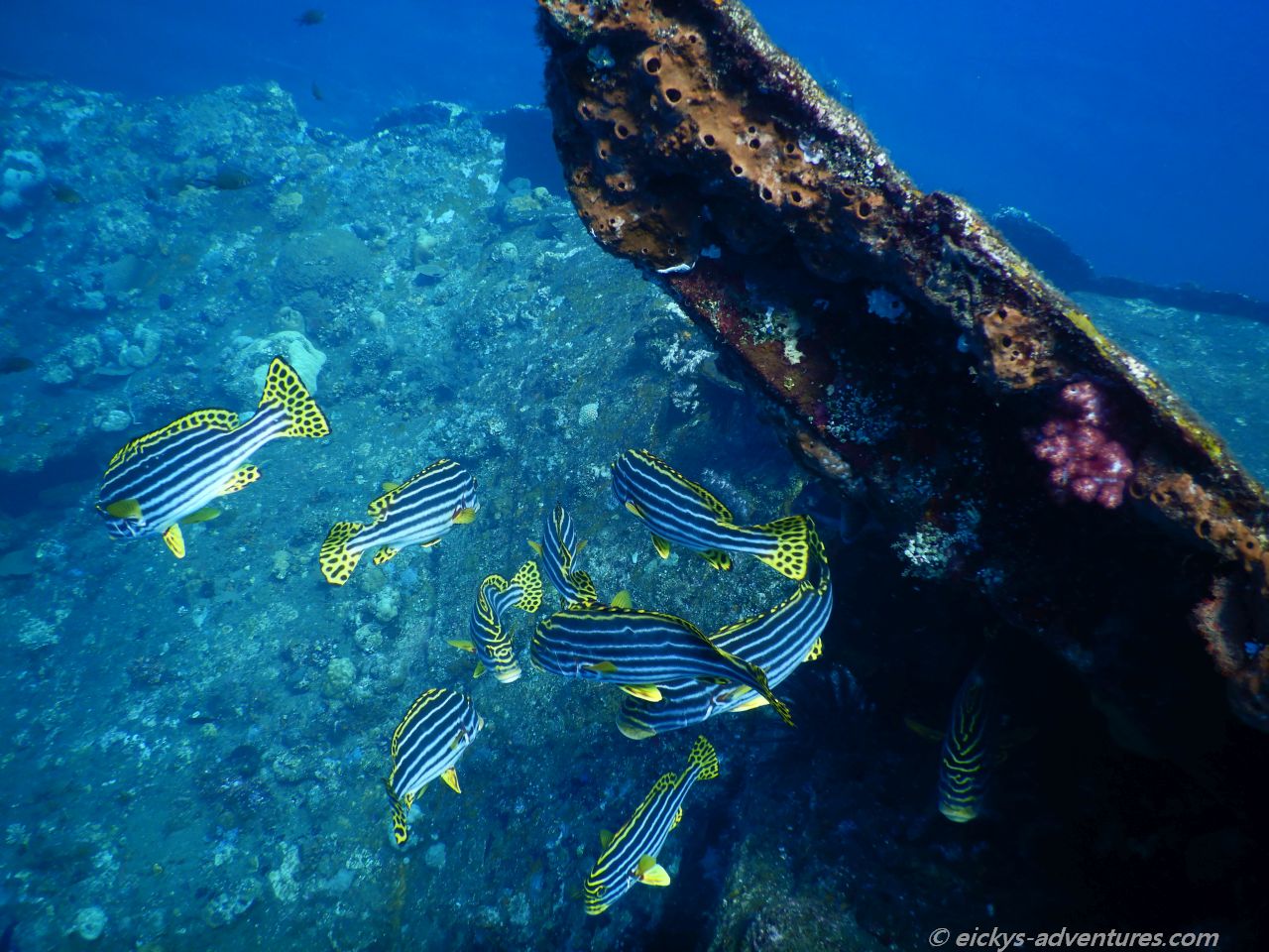 Unterwasserwelt an der USS Liberty in Tulamben Unterwasserwelt an der USS Liberty in Tulamben