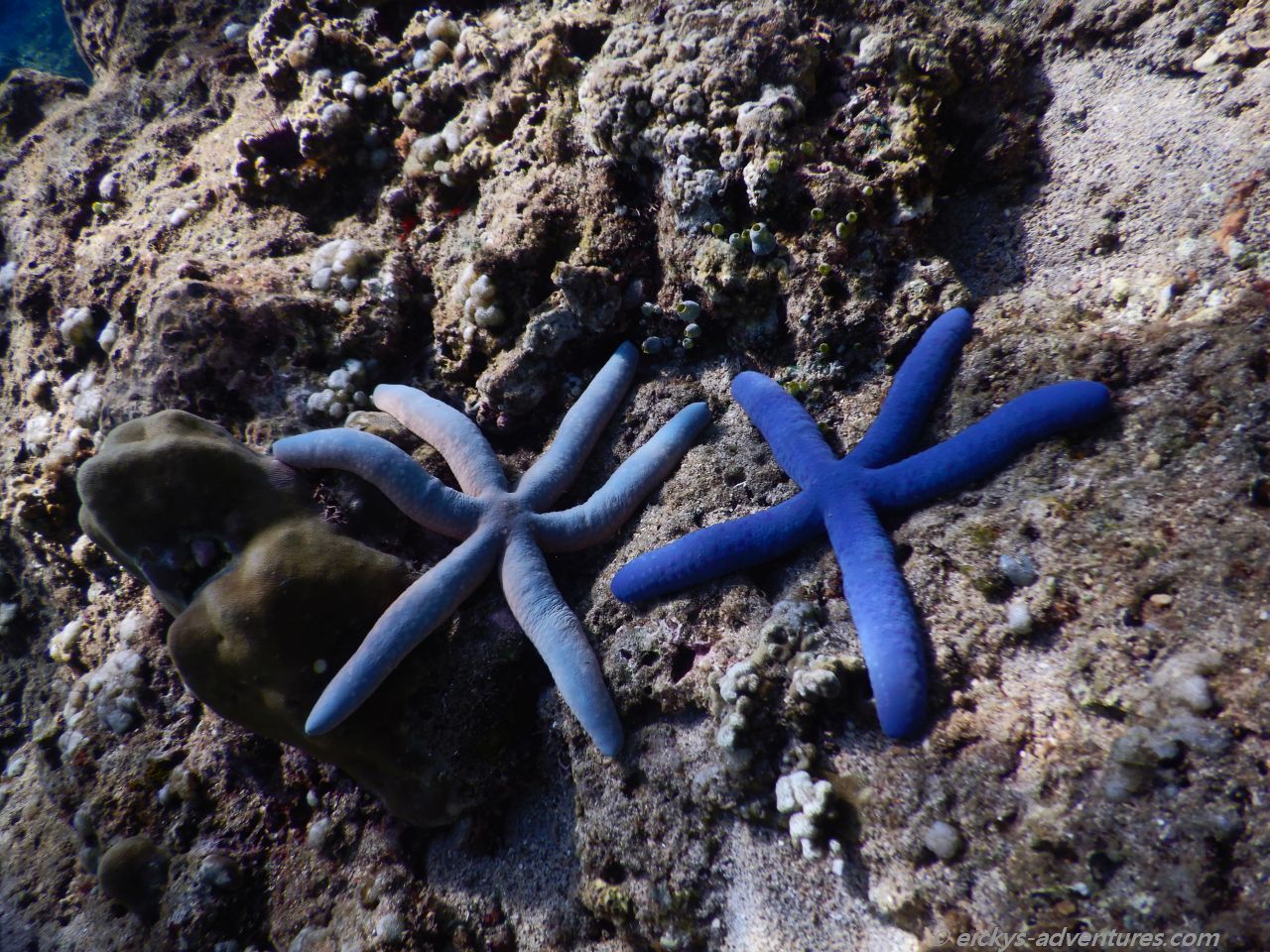 Unterwasserwelt in der Jemeluk Bucht Unterwasserwelt in der Jemeluk Bucht