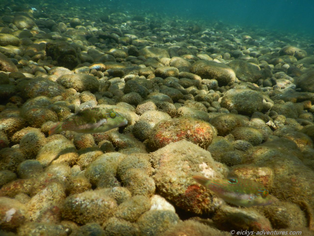 Unterwasserwelt in der Jemeluk Bucht Unterwasserwelt in der Jemeluk Bucht