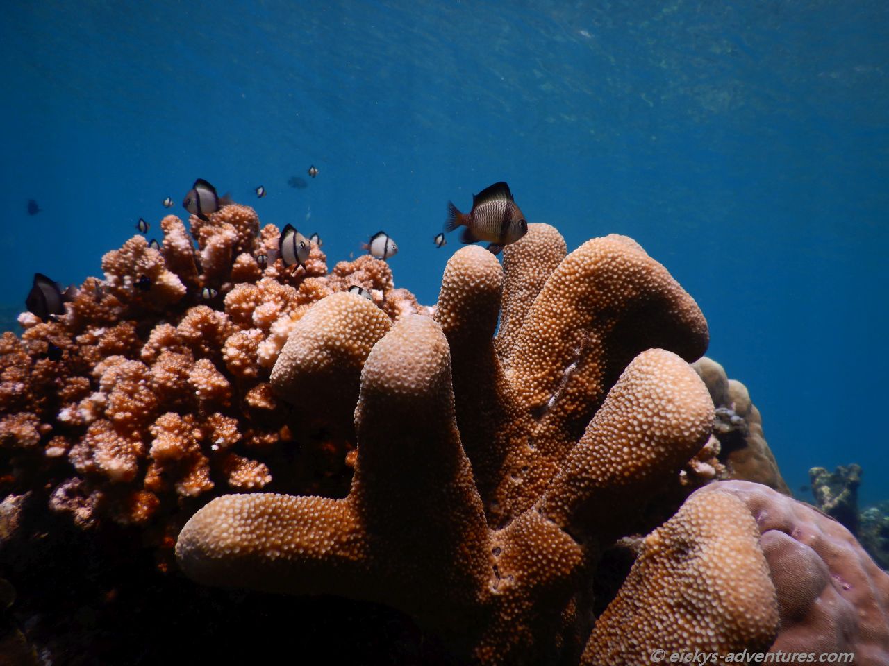 Unterwasserwelt in der Jemeluk Bucht Unterwasserwelt in der Jemeluk Bucht