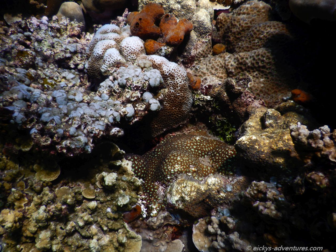 Unterwasserwelt in der Jemeluk Bucht Unterwasserwelt in der Jemeluk Bucht
