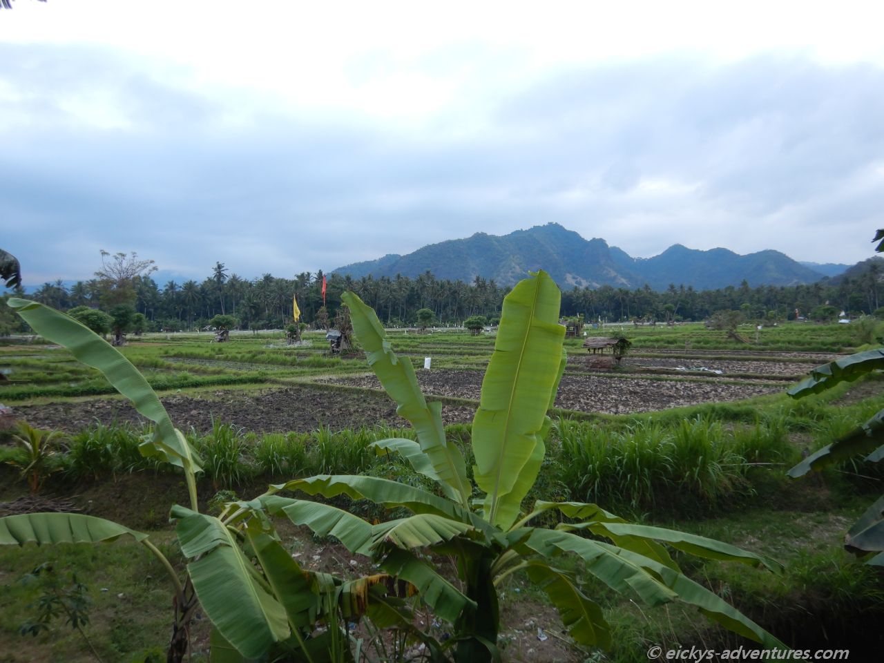Blick vom Warung Bintang auf die Reisfelder Blick vom Warung Bintang auf die Reisfelder