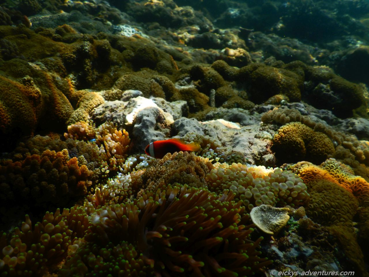 Unterwasserwelt am Virgin Beach, Candi Dasa Unterwasserwelt am Virgin Beach, Candi Dasa