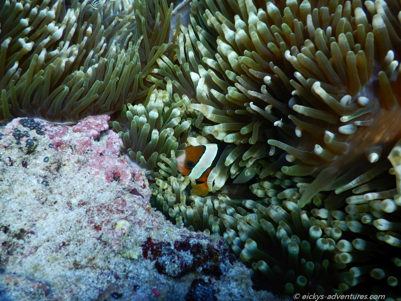 Unterwasserwelt in der Blue Lagoon, Padang Bai Unterwasserwelt in der Blue Lagoon, Padang Bai