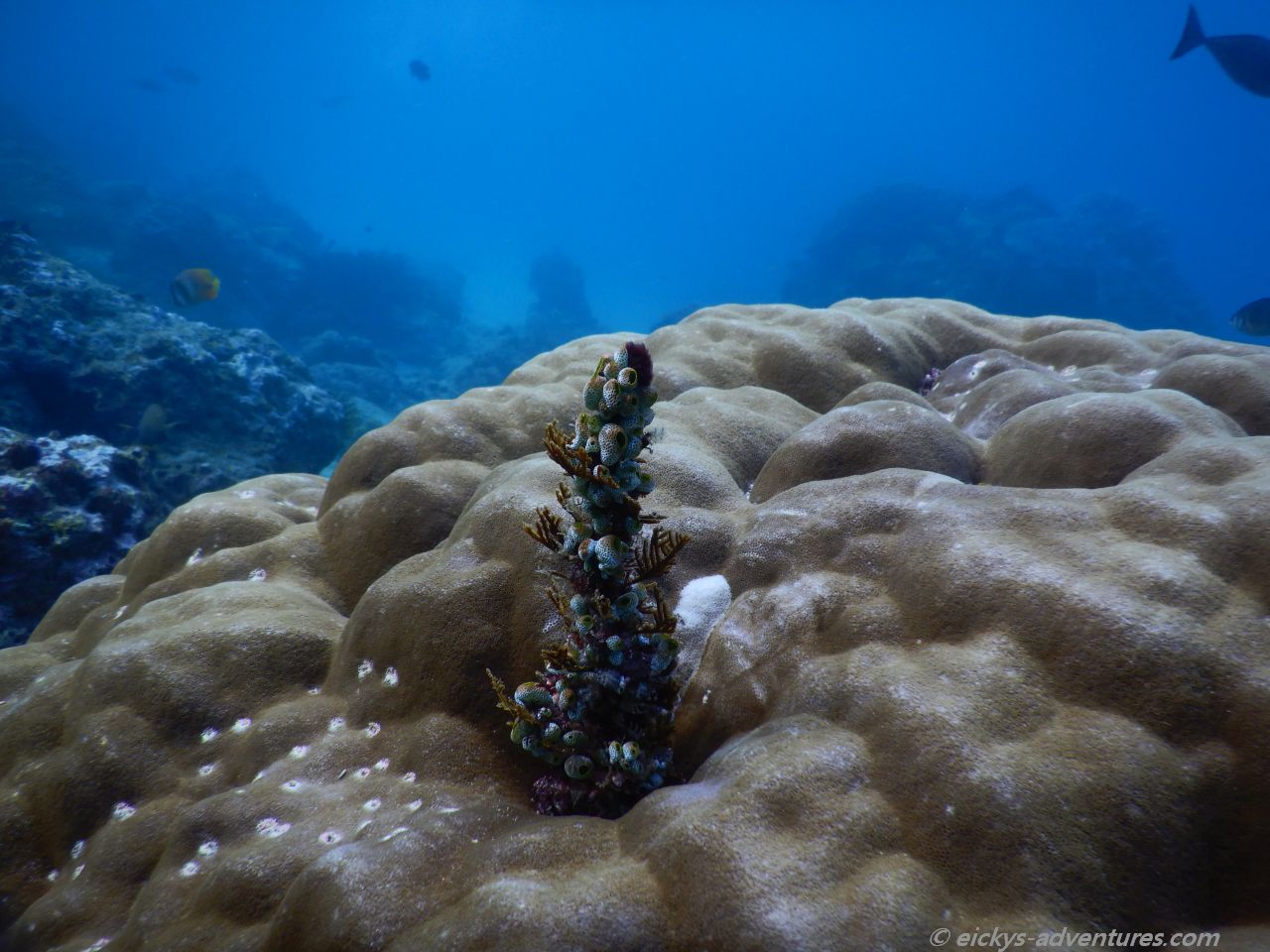 Unterwasserwelt in der Blue Lagoon, Padang Bai Unterwasserwelt in der Blue Lagoon, Padang Bai
