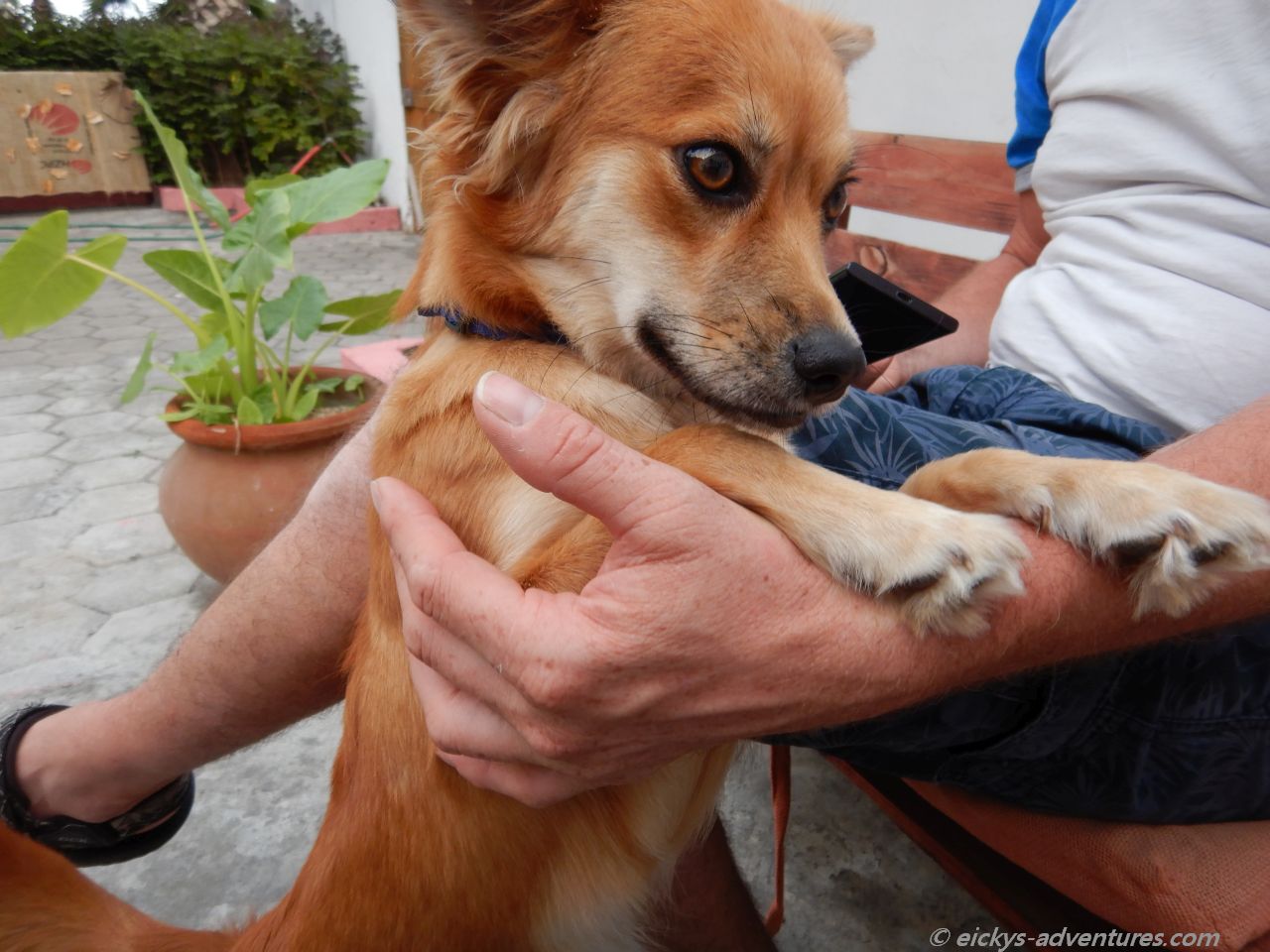 der Hund im Divin Art der Hund im Divin Art