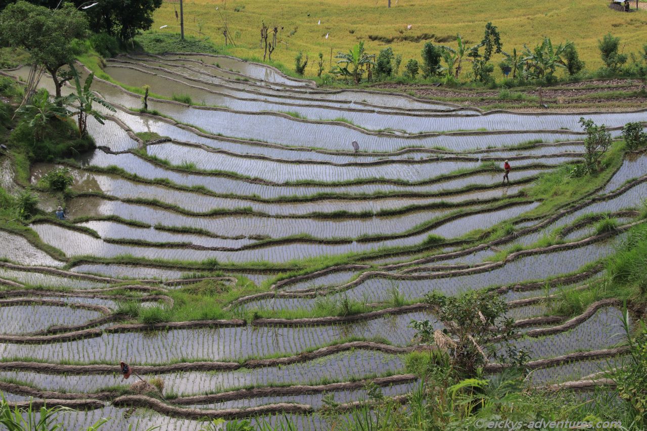 Reisterrassen Reisterrassen