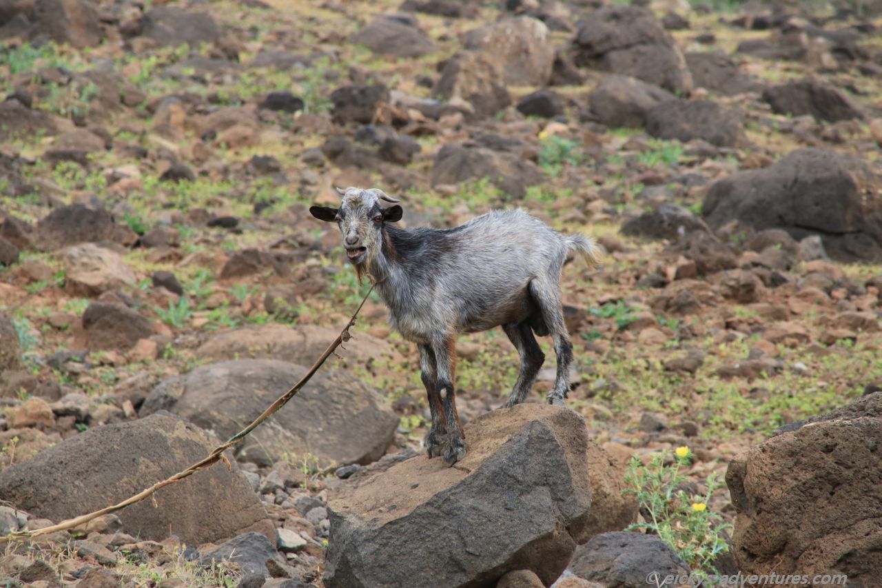 kleines Zicklein kleines Zicklein
