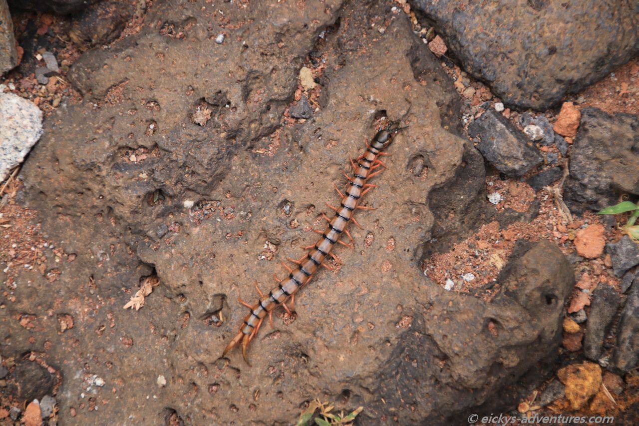 Hundertfüßer Hundertfüßer