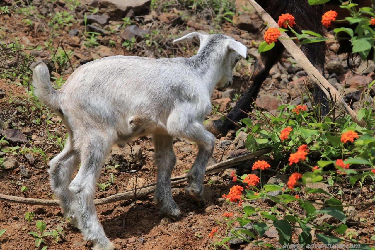 Ziegen am Wegesrand Ziegen am Wegesrand
