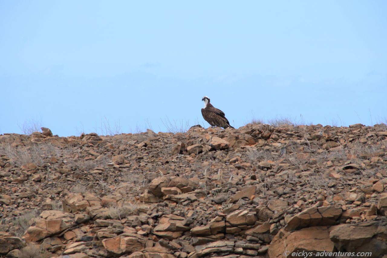 Weißkopfseeadler auf dem Weg nach Tarrafal Weißkopfseeadler auf dem Weg nach Tarrafal