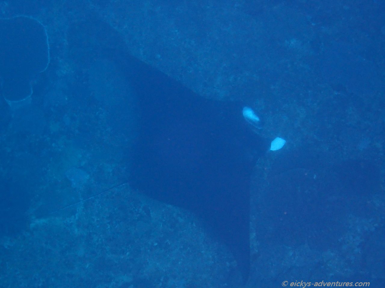 Manta Point Manta Point