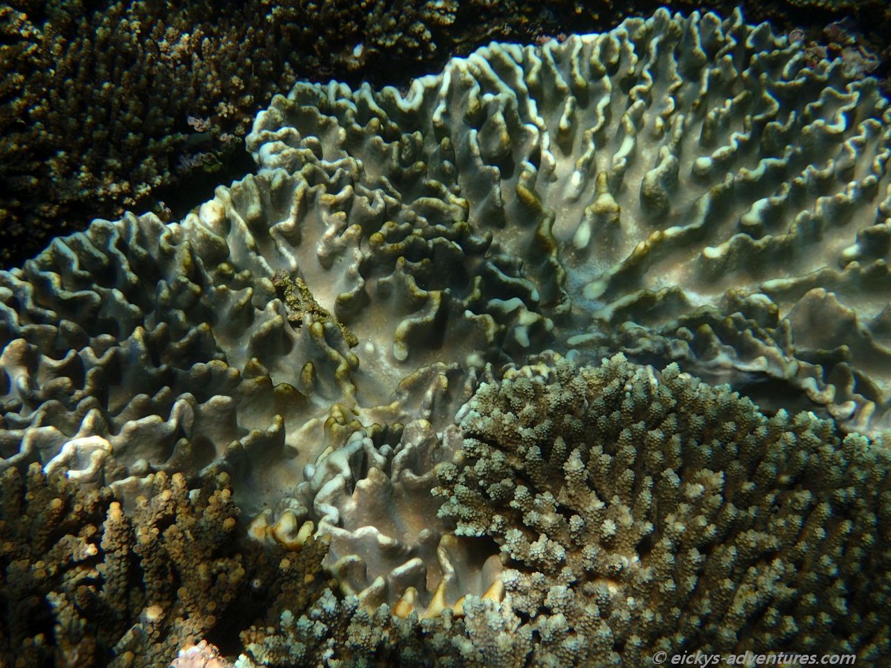 Unterwasserwelt Nusa Penida Unterwasserwelt Nusa Penida