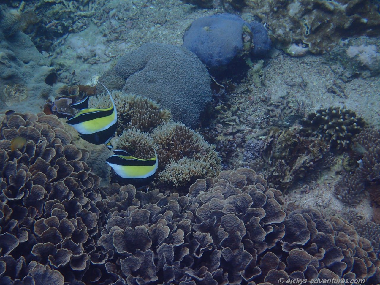 Unterwasserwelt beim Unterwasser-Buddah, Nusa Penida Unterwasserwelt beim Unterwasser-Buddah, Nusa Penida