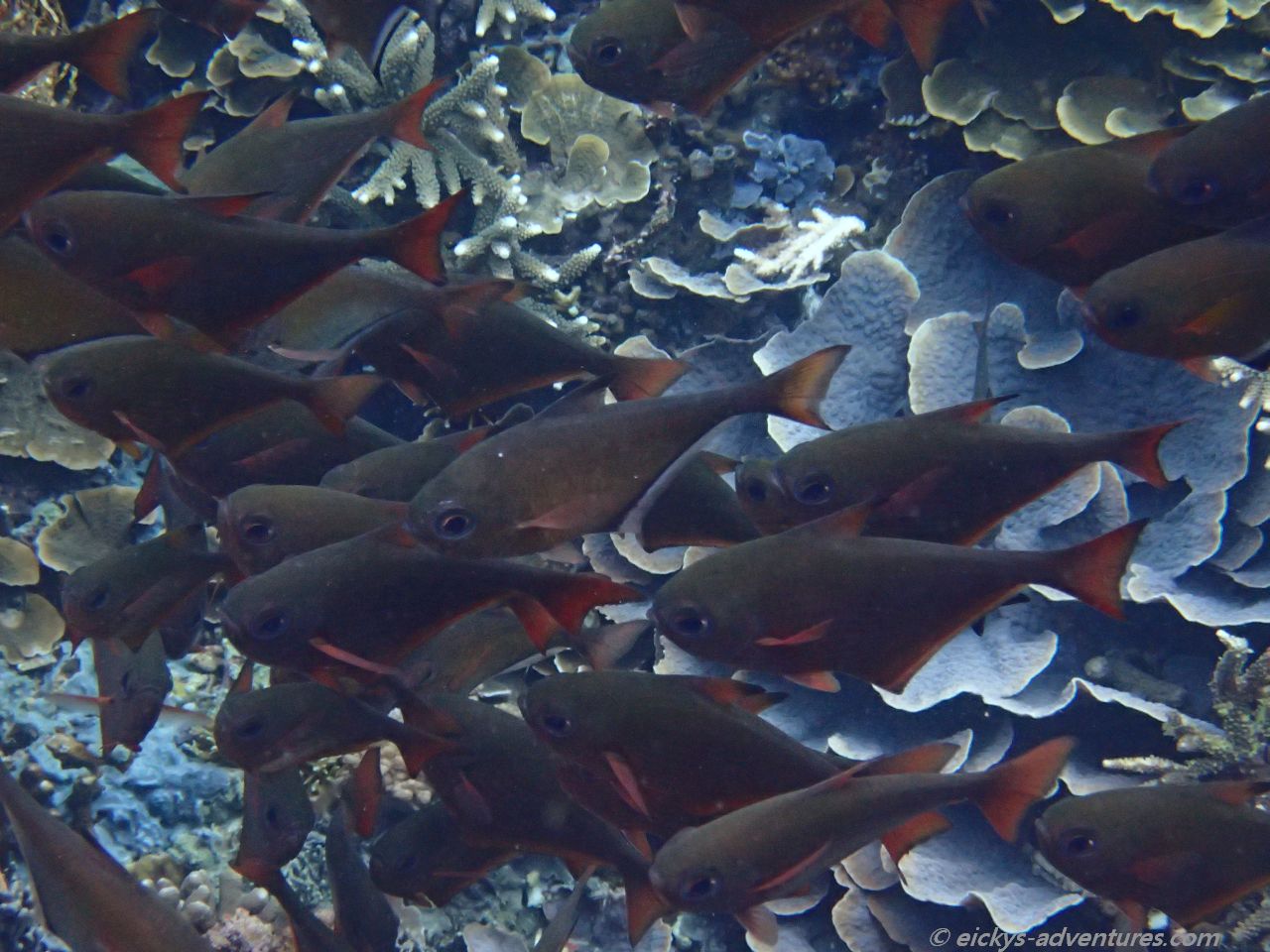 Unterwasserwelt beim Unterwasser-Buddah, Nusa Penida Unterwasserwelt beim Unterwasser-Buddah, Nusa Penida
