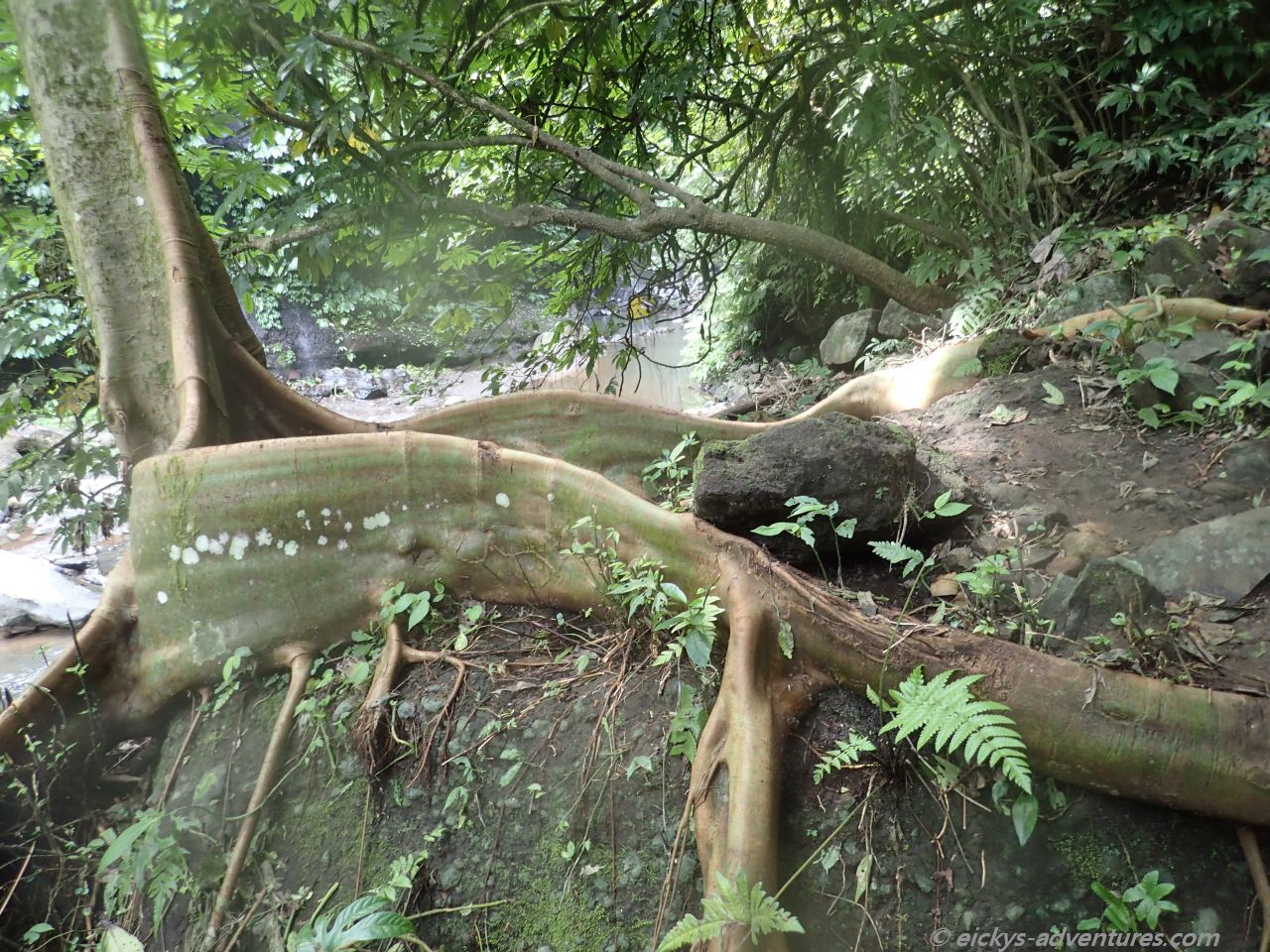 riesige Wurzeln auf dem Weg zum Hidden Waterfall riesige Wurzeln auf dem Weg zum Hidden Waterfall