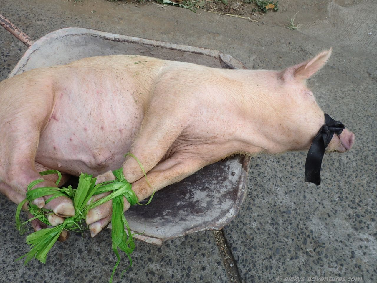 Babi Guling? Babi Guling?