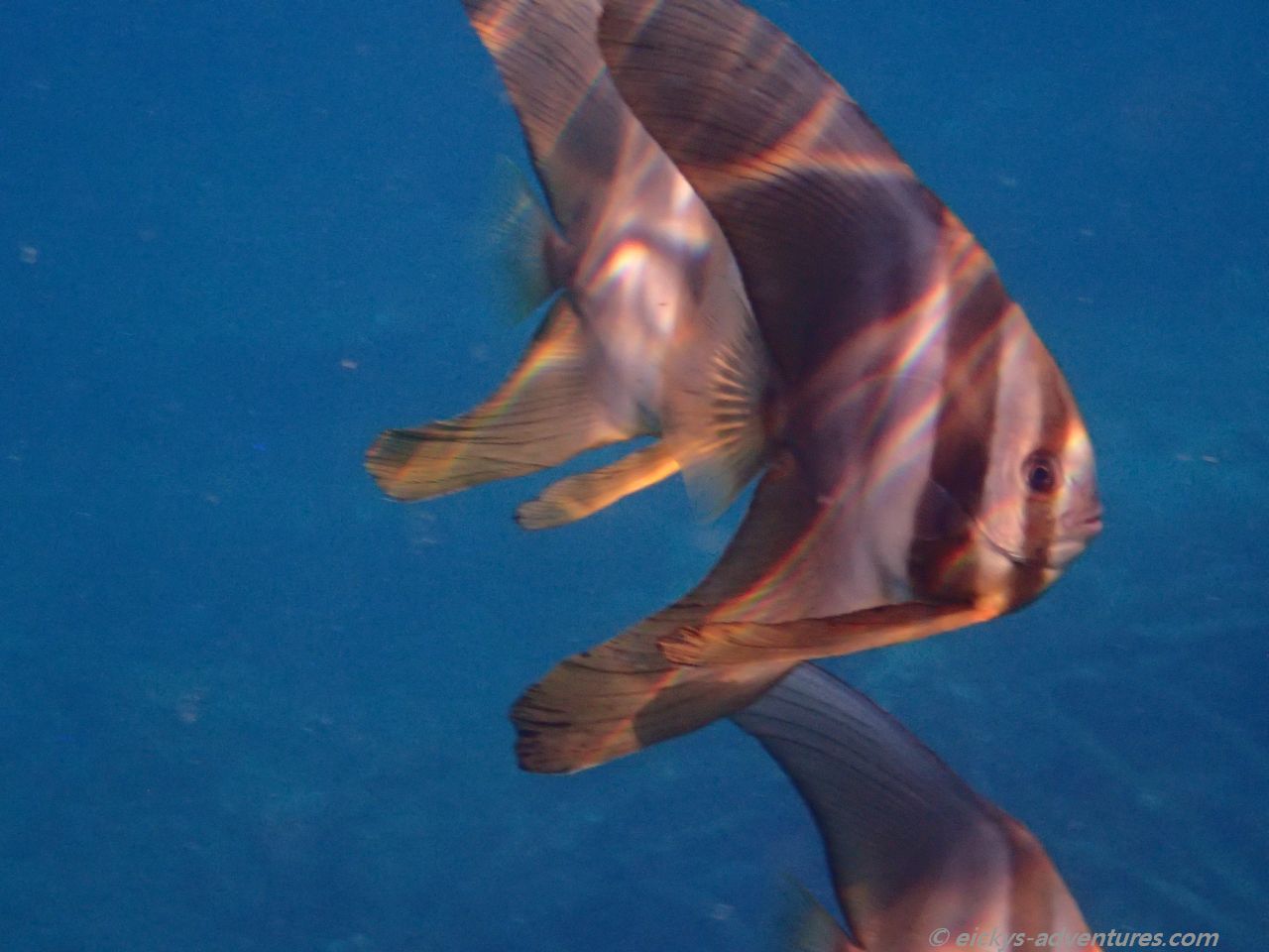 Unterwasserwelt am Bio Rock Project in Pemuteran Unterwasserwelt am Bio Rock Project in Pemuteran