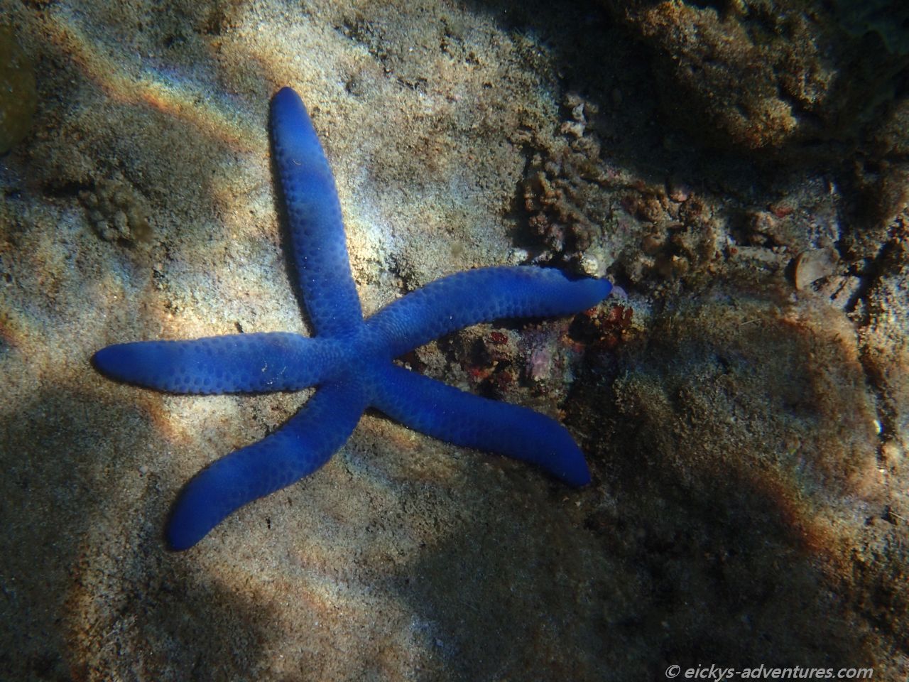 Unterwasserwelt am Bio Rock Project in Pemuteran Unterwasserwelt am Bio Rock Project in Pemuteran