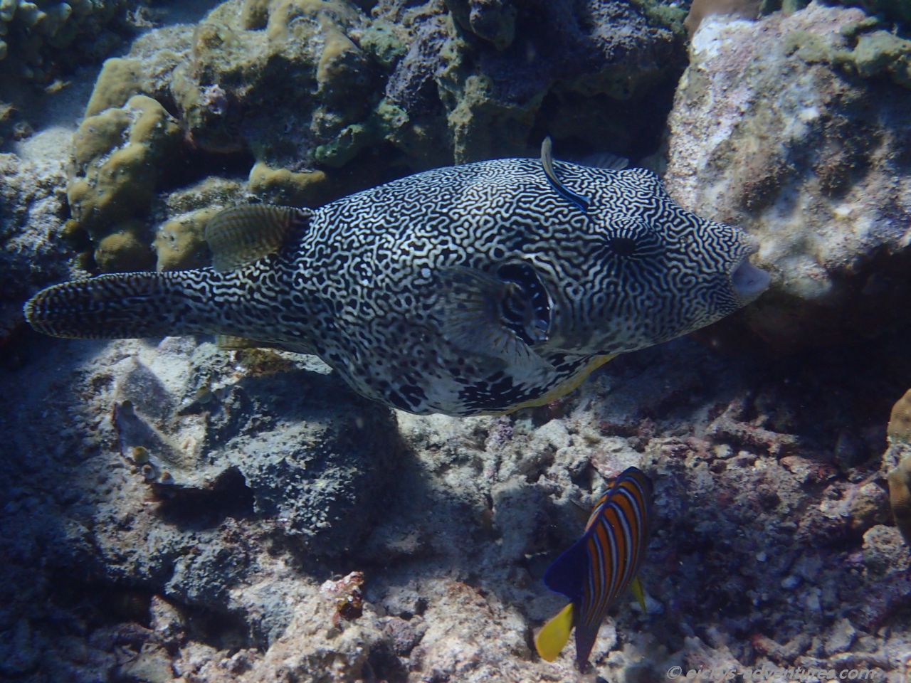 Unterwasserwelt Menjangan Island: Kofferfisch und Putzerfisch Unterwasserwelt Menjangan Island: Kofferfisch und Putzerfisch