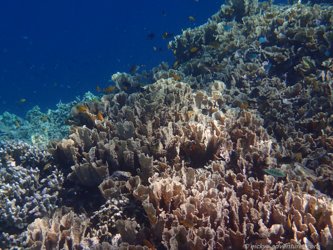 Unterwasserwelt Menjangan Island Unterwasserwelt Menjangan Island
