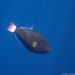 Unterwasserwelt Menjangan Island: Drückerfisch