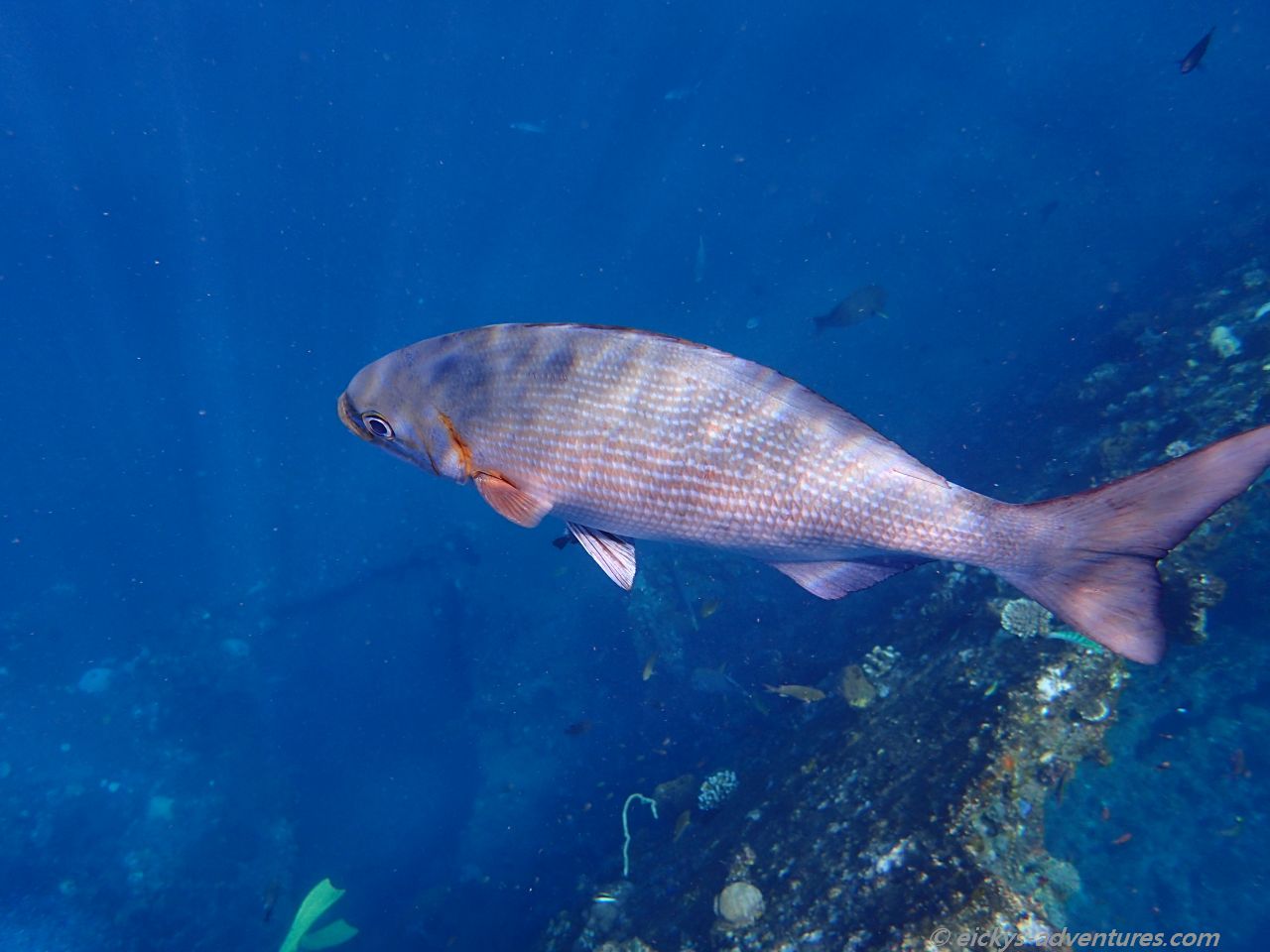 Unterwasserwelt an der USS Liberty in Tulamben Unterwasserwelt an der USS Liberty in Tulamben
