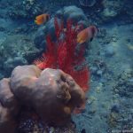 Unterwasserwelt am Lipah Beach: Feuerfisch