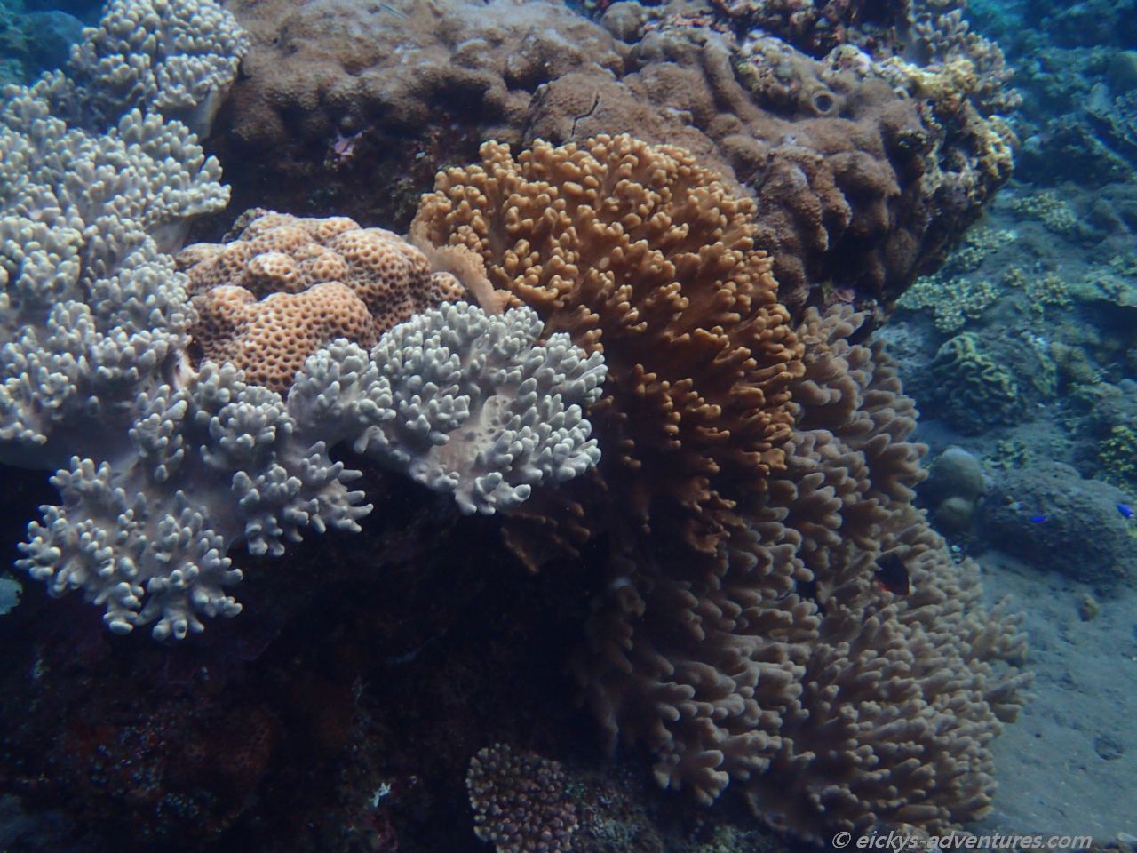 Unterwasserwelt am Lipah Beach Unterwasserwelt am Lipah Beach