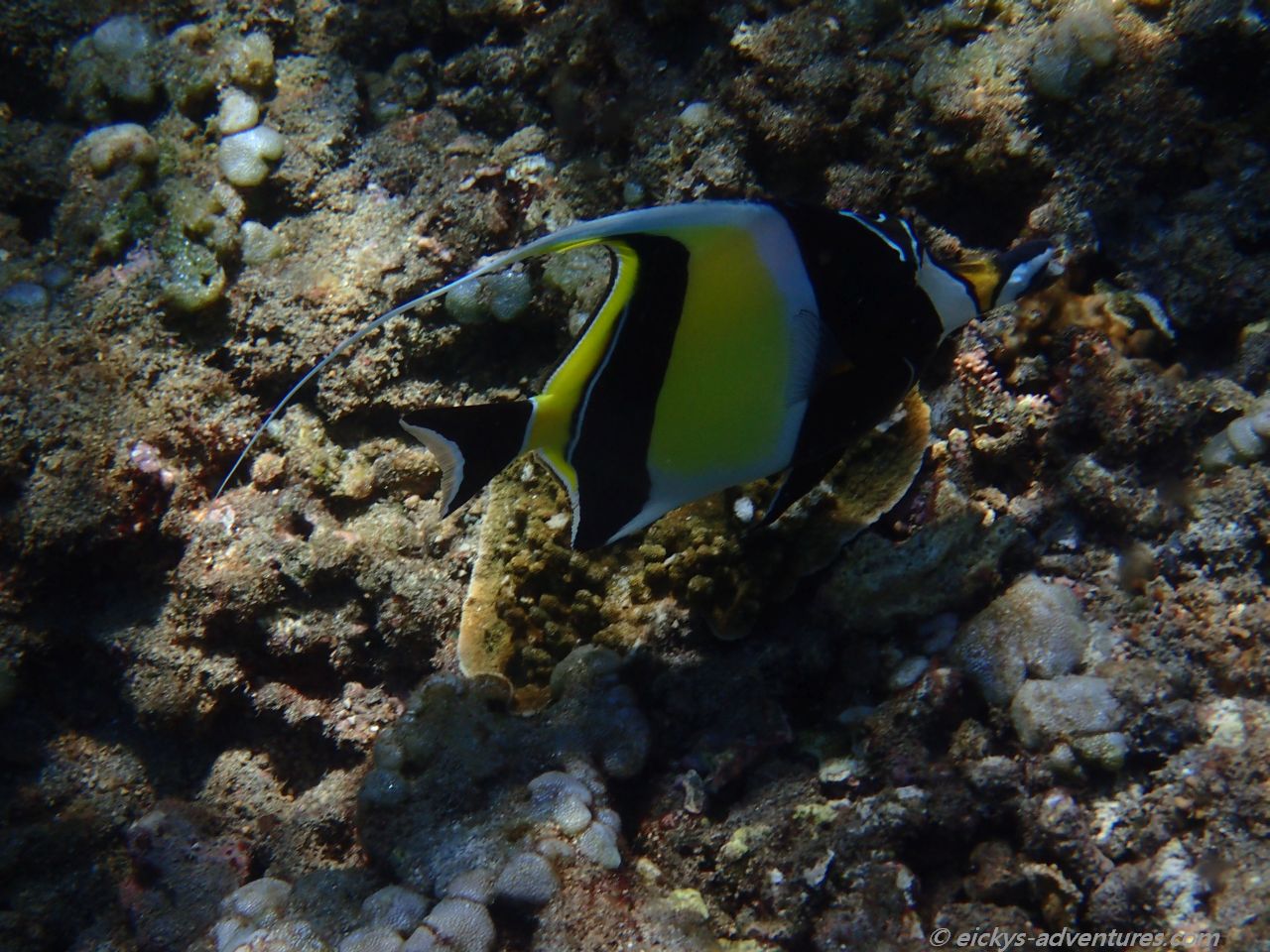 Unterwasserwelt in der Jemeluk Bucht Unterwasserwelt in der Jemeluk Bucht