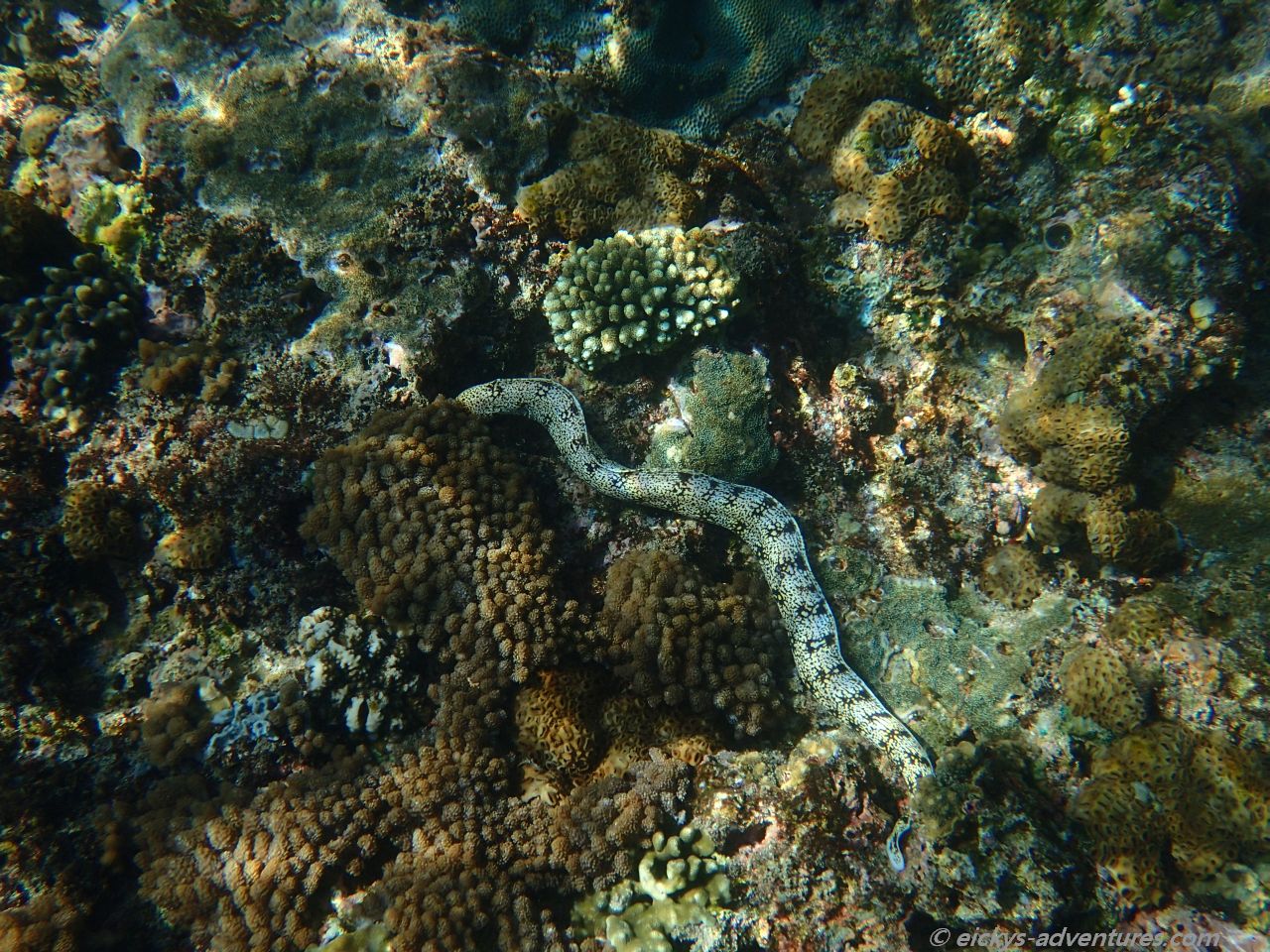 Unterwasserwelt am Virgin Beach, Bali Unterwasserwelt am Virgin Beach, Bali