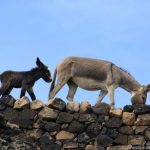 Esel auf dem Eselpfand von Tarrafal nach Monte Trigo