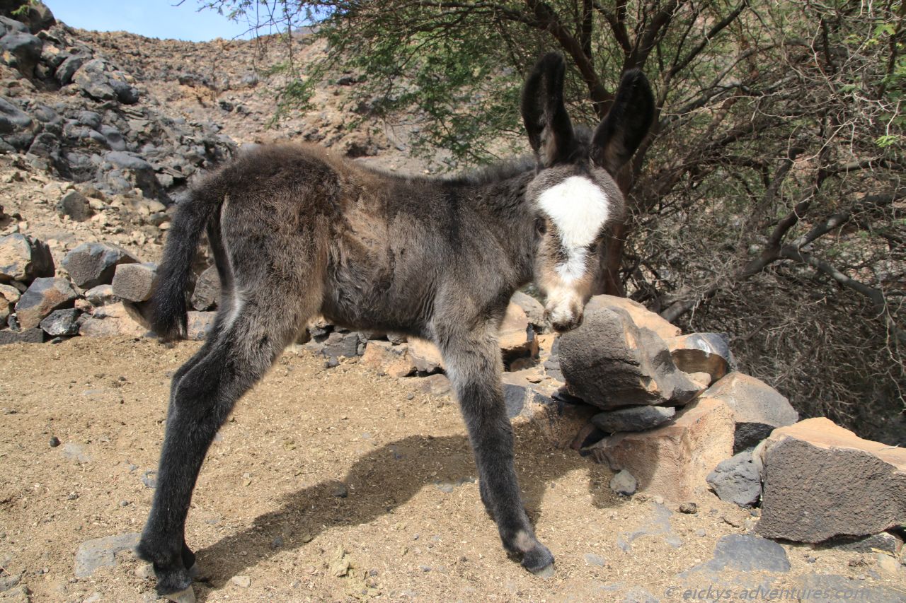 ein ganz kleines Eselchen ein ganz kleines Eselchen