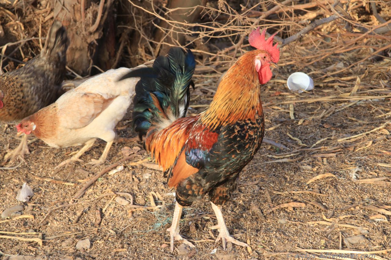 Abendessen? Abendessen?