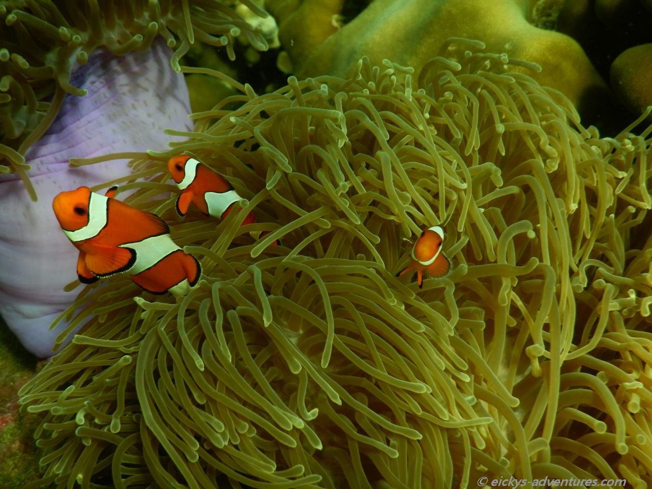 Schnorchelausflug Far Islands - Hin Ngam Schnorchelausflug Far Islands - Hin Ngam