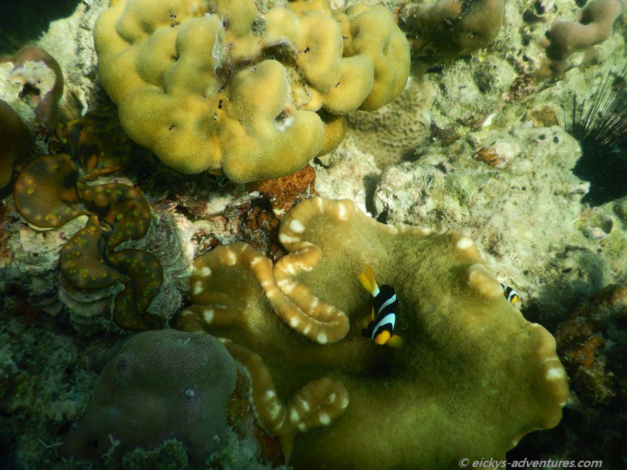 Unterwasserwelt auf Koh Ngai Unterwasserwelt auf Koh Ngai