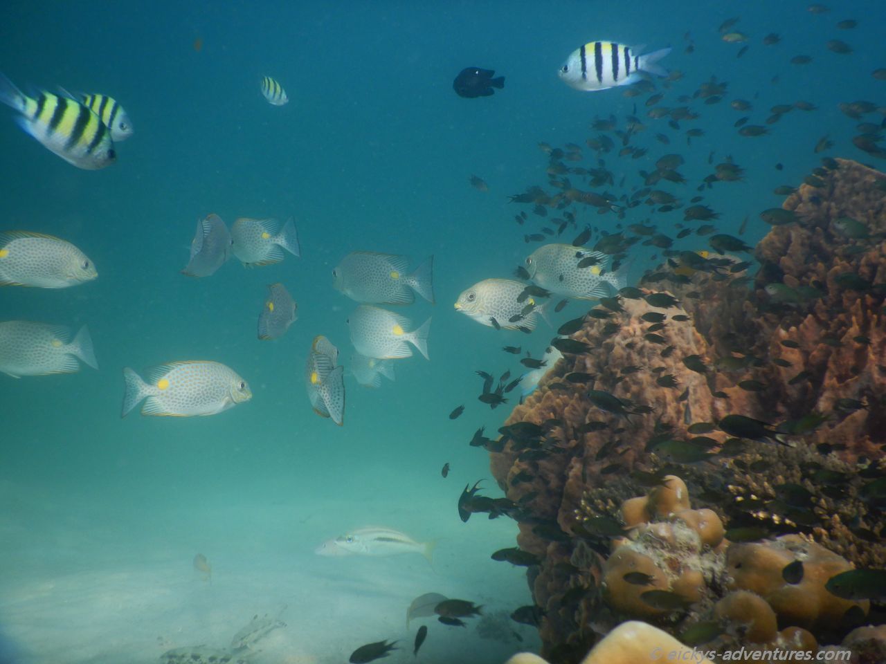 Unterwasserwelt auf Koh Ngai Unterwasserwelt auf Koh Ngai